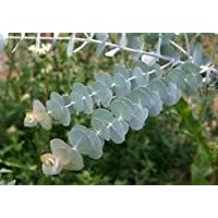 10 + SEMILLAS EUCALIPTO pulverulenta árbol de flores- follaje decorativo- AROMÁTICO